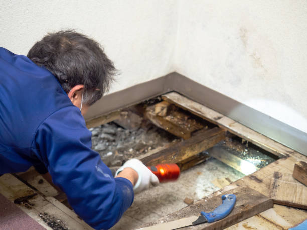 Best Toxic Mold Removal  in Cherry Valley, IL