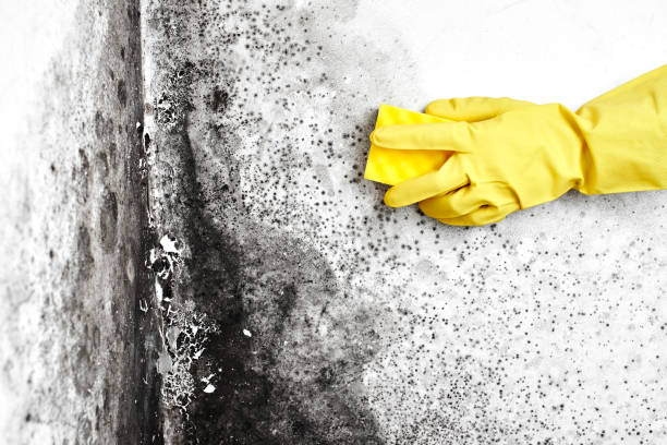 Best Fast Mold Removal  in Cherry Valley, IL