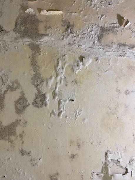 Professional Mold Removal in Cherry Valley, IL