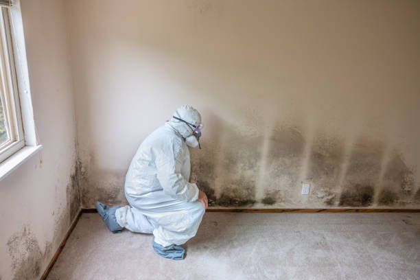 Office Mold Removal Services in Cherry Valley, IL