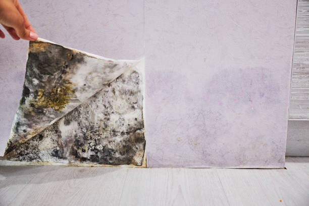 Best Emergency Mold Removal  in Cherry Valley, IL